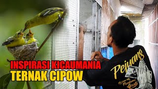 BERHASIL ‼️ TERNAK BURUNG CIPOW DI POHON RAMBUTAN DEPAN RUMAH, ANAKNYA BUAT DI TERNAK LAGI