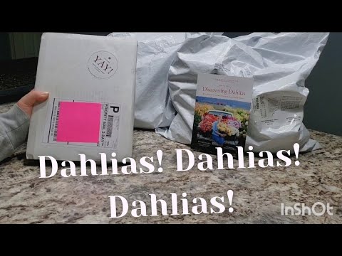Video: Dahlias гүлүн кантип узартуу керек