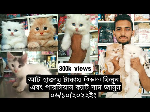 ভিডিও: আঙ্গিনার বিড়াল এবং বিড়াল: ফটো, জাত