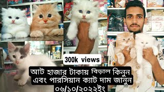 ছোট বড় বিড়ালের দাম কাটাবন মার্কেট ঢাকাpersian cat price in bangladesh Dhaka