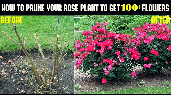 Do This And Get 500% More Flowers On Your Rose Plants (With Updates) - DayDayNews