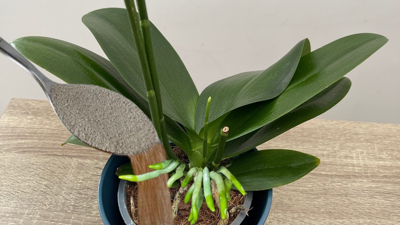 Я вылил это на орхидею! Даже самая слабая орхидея, которая никогда не цвела, цвела обильно.