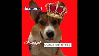 Молодец , умница и красава 🤣 ( БАНДИТ УМОЛЯЮ ЗАМЕТЬ!!!!) @HuskyBandit @CorgiIva