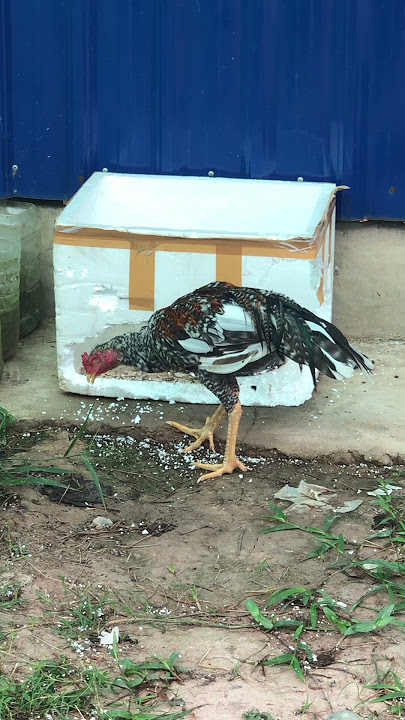 Breakfast Together #trending #viralshorts #roosters