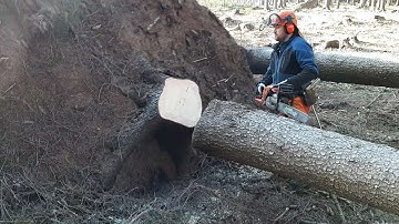 GARDEN AND FOREST - PROCESSING calamity in the forest chainsaw