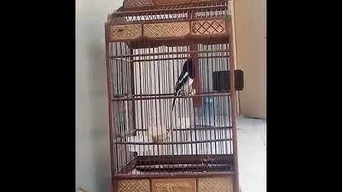 murai batu kandang sederhana suka loncat-loncat bosque