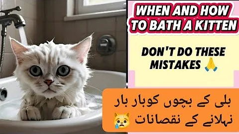 Video 5137991: persian kitten bathing
