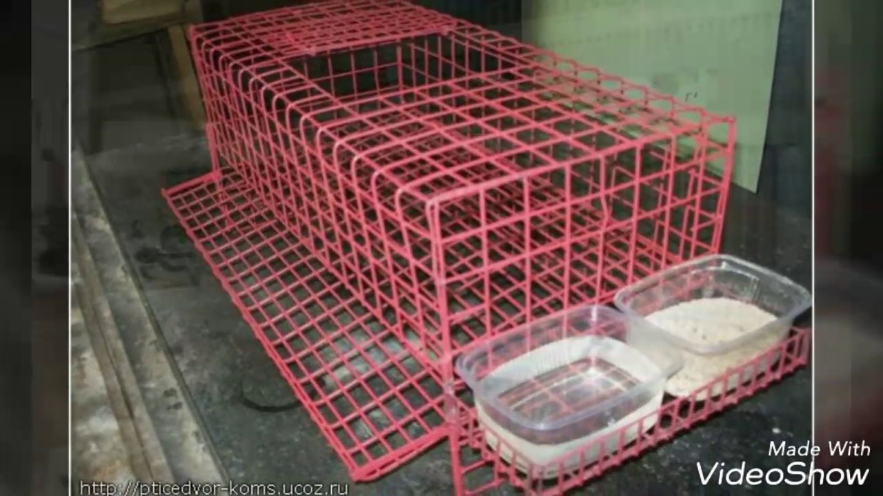 клетка для перепелов из ящиков с яйцесборником. клетка из пластиковых ящиков. клетка для перепелов из пластиковых ящиков. клетка для перепелов из ящиков с яйцесборником. клетка для перепелов пластик.