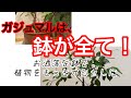 カッコ良い植物は鉢が全て！ガジュマルをカッコよく仕立ててみました！