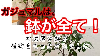 カッコ良い植物は鉢が全て！ガジュマルをカッコよく仕立ててみました！