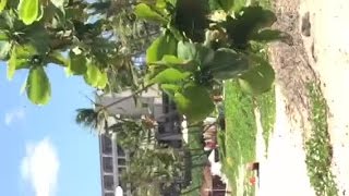RAW: Sand devil caught on camera hurling umbrellas around beachgoers