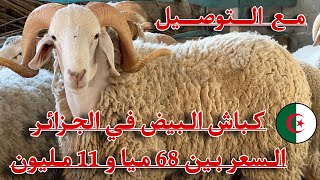 دخول دفعة 500 رأس خروف للعيد 2023 من البيض 