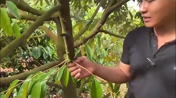 Tác dụng thời điểm cắt tỉa cành bơi trên cây sầu riêng #caysaurieng #canhboisaurieng