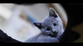 Russian Blue Cat and Kittens Cedar Creek Kennels