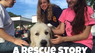 A Dog Rescue Story that will make you happy!!