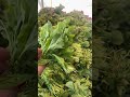 سبزی دسته تازه ترین خبرها سبزیجات بهار ۱۴۰۴ تهران