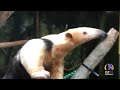 Meet Winnie the Southern Tamandua!