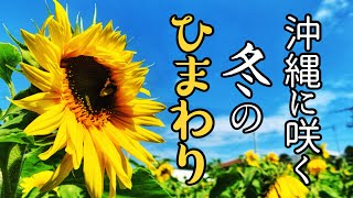 沖縄観光 冬に咲く 北中城村荻堂のひまわり畑とコスモス畑 02 12 沖縄のイイトコちゃんねる イヤフォン推奨 Youtube 沖縄観光 冬に咲く 北中城村荻堂のひまわり畑とコスモス畑 02 12 沖縄のイイトコちゃんねる イヤフォン推奨 Youtube