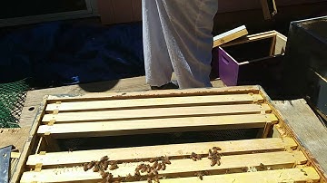 How bees start filling a frame with wax