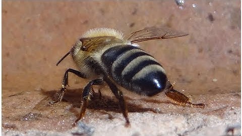 NASA looks into robot bees for Mars exploration