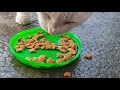 Feeding stray cats. Khao manee cat (odd-eyed cats) の動画、YouTube動画。