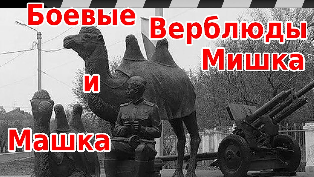 Верблюд в балаклаве