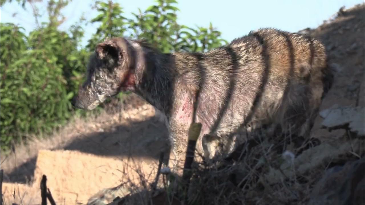 coyotes-are-suffering-from-a-highly-contagious-mange-disease-which