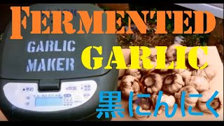 How to make Fermented garlic.    黒にんにく製造