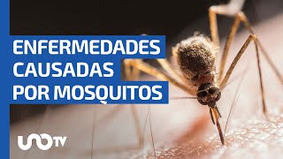 Zika, malaria y todas las enfermedades que pueden transmitir los mosquitos