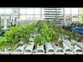 Introduction to the NFT (nutrient film technique)