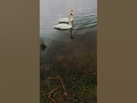 Ручные лебеди. Hand swans! - YouTube