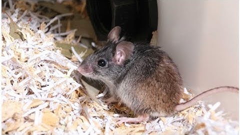 Scientists play cupid in bid to save critically endangered smoky mouse