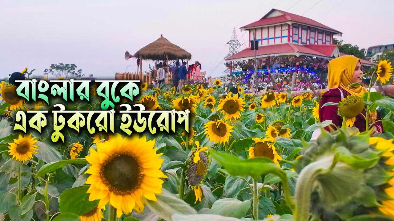 “নাগরিয়াকান্দি: সূর্যমুখীর গ্রামে এক বিকেলের যাত্রা” | Sunflower Garden Narsingdi