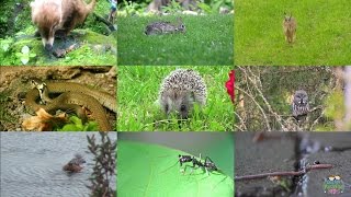 Forest Animals for Kids: pronunciation in English (with videos) Forest Animals for Kids: pronunciation in English (with videos)