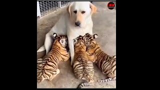 #Reaction../mother Dog  loves to tiger cubs.. #tiger cubs🐯🐯