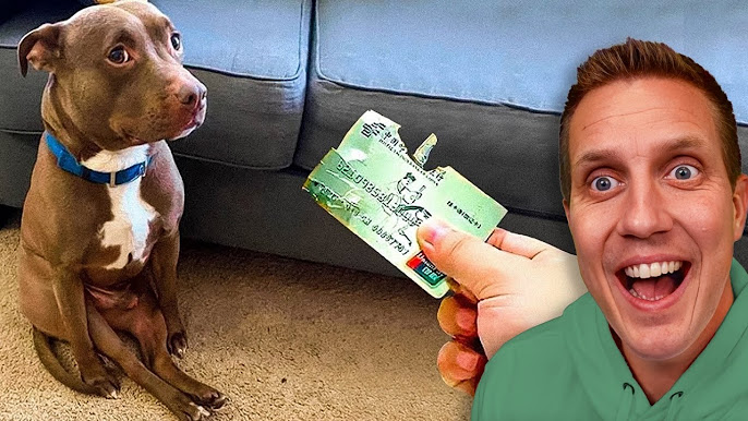 You have a dog. You have lots of money. Here's how you can give a