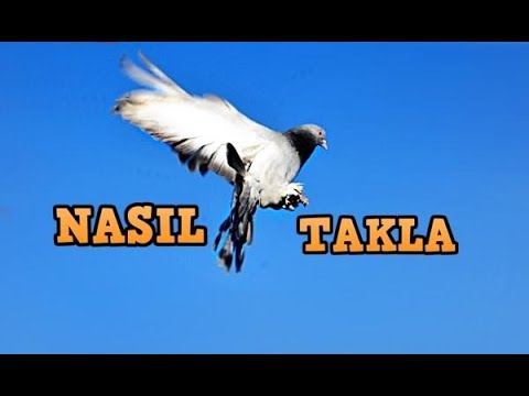 Video: Güvercin Neden Adım Atar