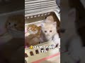 初めて病院に来た赤ちゃん猫の反応【ミヌエット】【出産】#Shorts