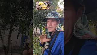 Vanille vermehren auf der Farm Ableger richtig einpflanzen für starkes Wurzelwachstum 🌱🌿