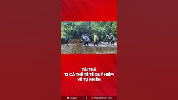 Tái thả 12 cá thể tê tê quý hiếm về tự nhiên #shorts