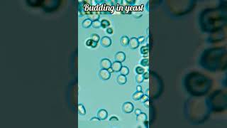 Budding In Yeast