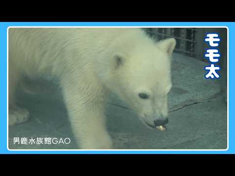 Lunchtime! Devouring Fish Falling from the Sky] Polar Bear 