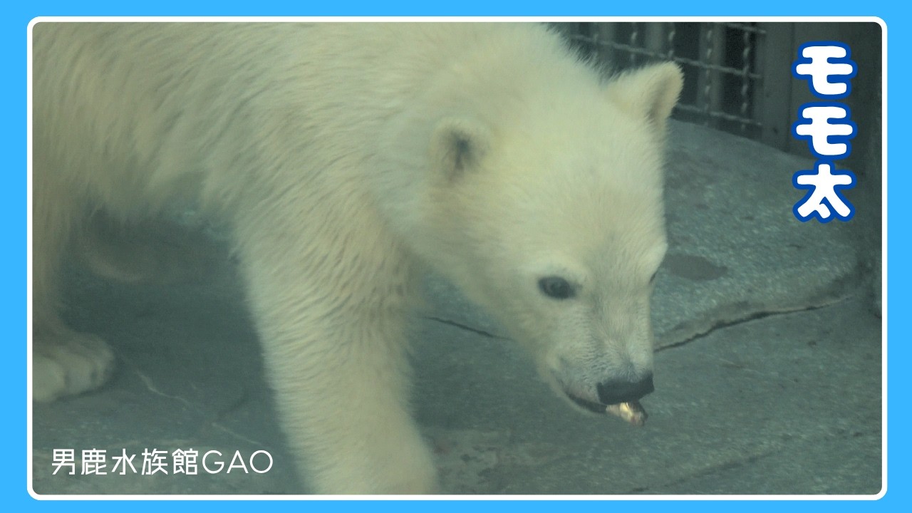 Lunchtime! Devouring Fish Falling from the Sky] Polar Bear 