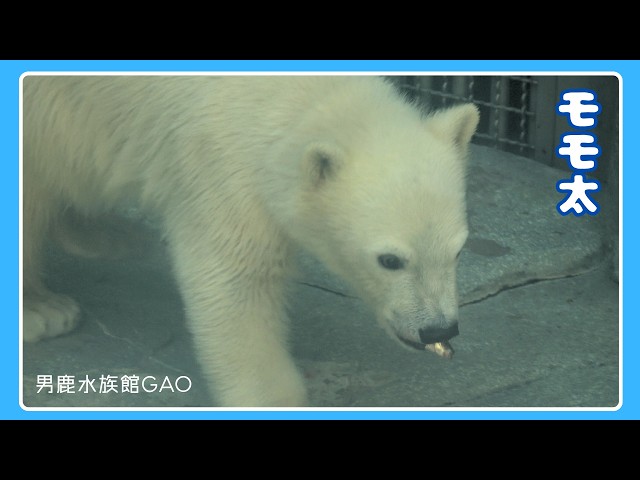Lunchtime! Devouring Fish Falling from the Sky] Polar Bear 