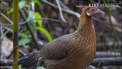 Suab​ poj​ qaib​​ seej tuaj​ zoo​ heev