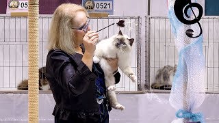 CFA International Cat Show 2018  Birman kitten class judging