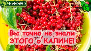 ЭЛИКСИР из КАЛИНЫ! Почему огородникам НУЖНА КАЛИНА? Как правильно готовить калину? Ягода-спаситель.