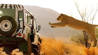 Family Got Trapped Inside A Car, Surrounded By Hungry Lions, Wolves And...
