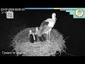 UA Прямий ефір White Stork Live Трансляція з гнізда лелек в Національному парку Пирятинський Bird UA Прямий ефір White Stork Live Трансляція з гнізда лелек в Національному парку Пирятинський Bird