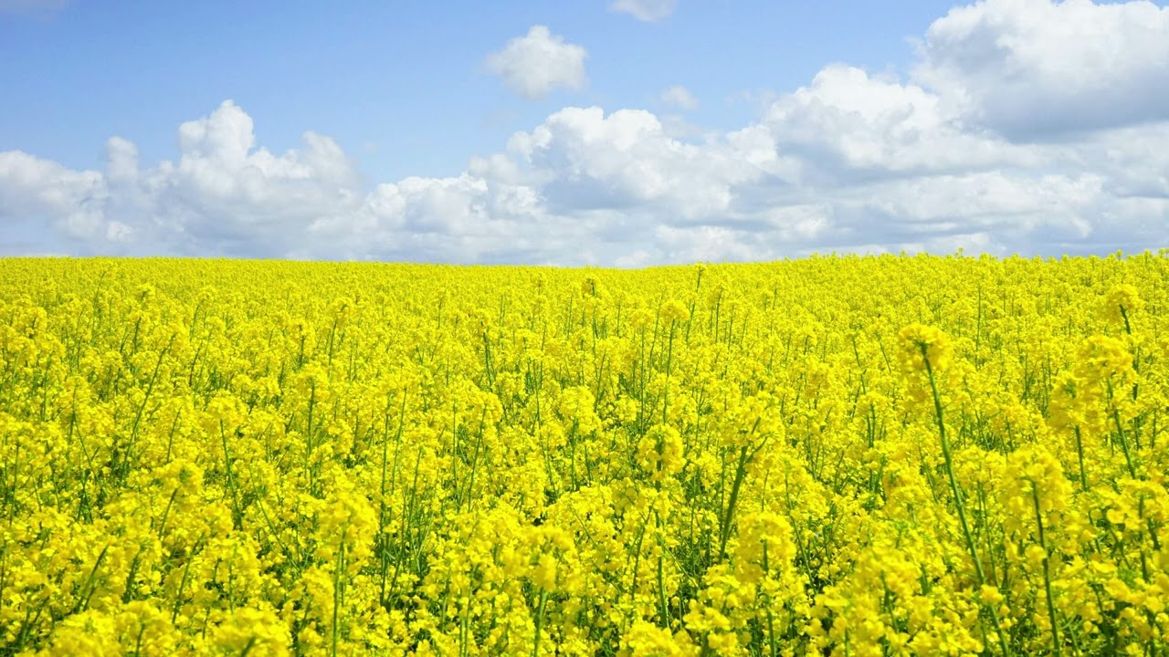 Günter Kallmann Choir - DAYDREAM 1 HOUR LOOP SESSION